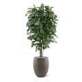 Ficus Exotica artificiel Deluxe 150 cm vert
