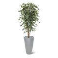 Ficus artificielle Exotica Deluxe 180 cm Panaché