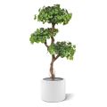l'Arbre Bonsaï Ginkgo artificiel de 150 cm