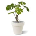 Monstera plante artificielle de 50 cm