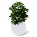 Schefflera Plante Artificielle de 50cm