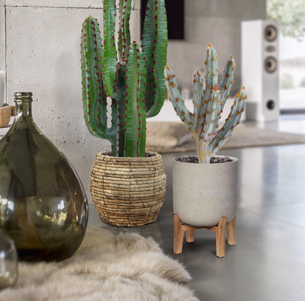 Cactus artificiels