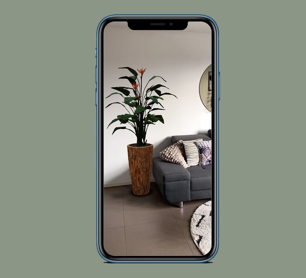 positionner-la-plante